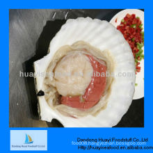High quality half shell frozen scallop